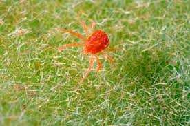 spider mite eggs red
