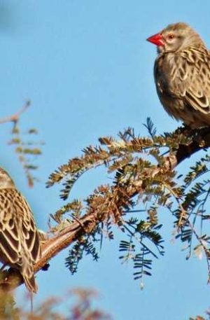 Rodent and bird control