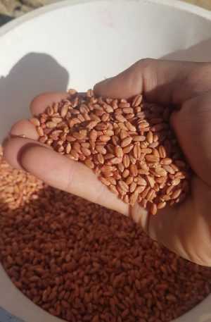 Seed dressings